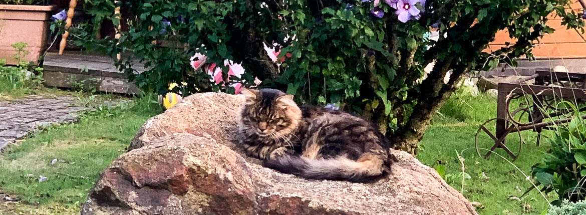Kater Gringi als lebendige Gartendeko